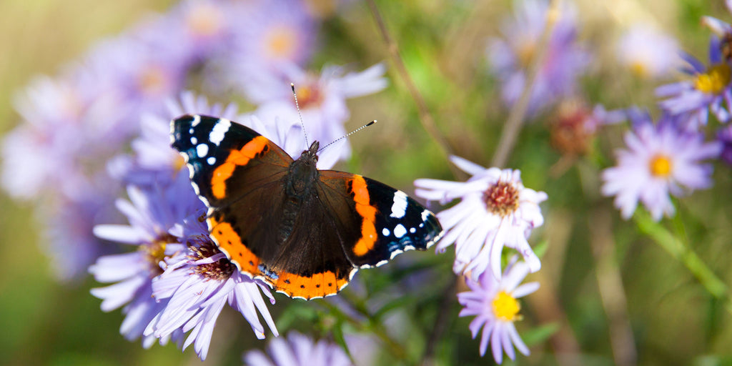 Why The Big Butterfly Count and bird seed suppliers like us have more in common than you might think