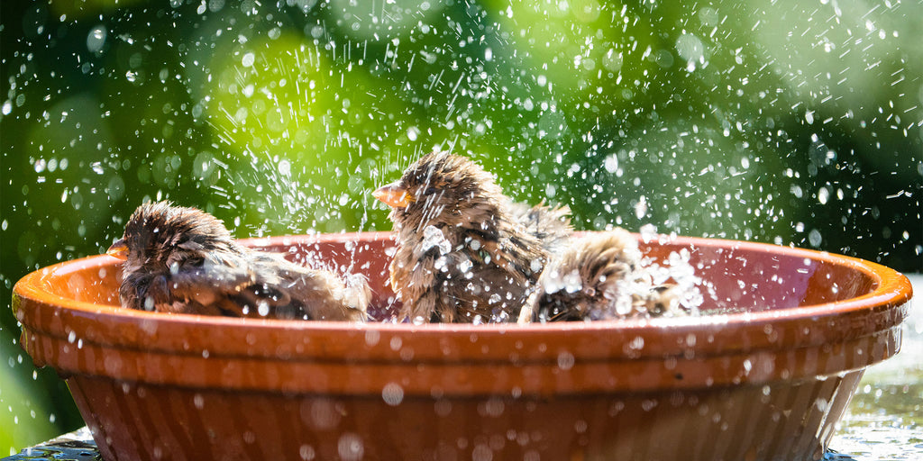 Young birds cooling off in a bird bath 