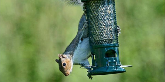 Squirrel Proof Bird Feeders- DO THEY WORK ?