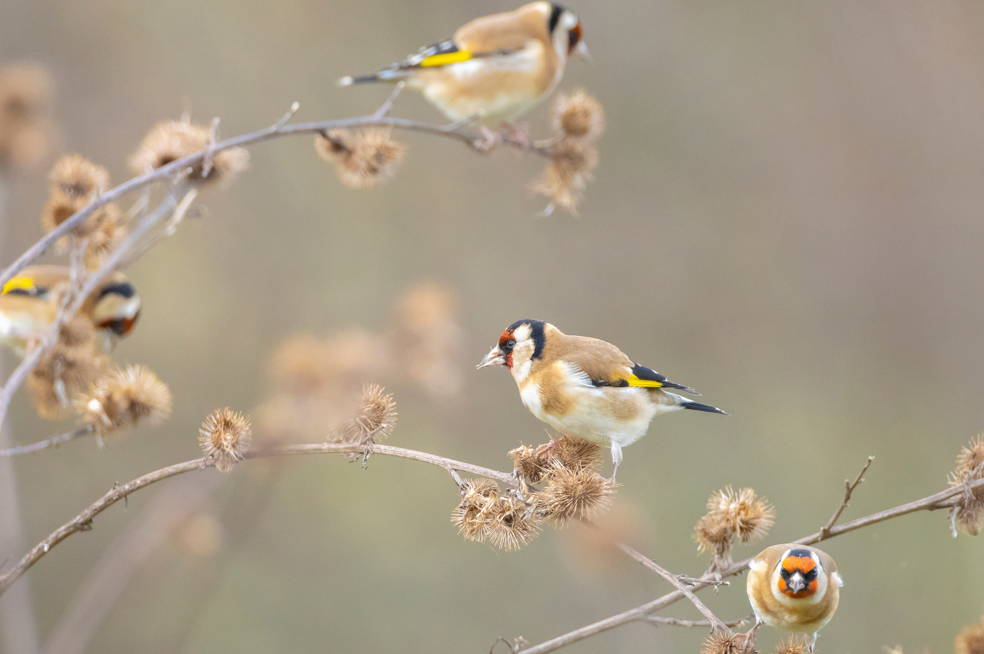 Goldfinches feeding in winter hedgerows