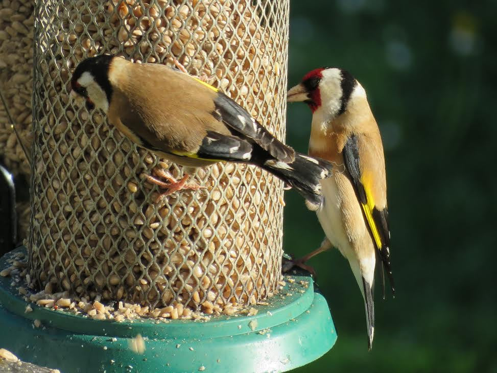 Garden Bird Feed in Feeder