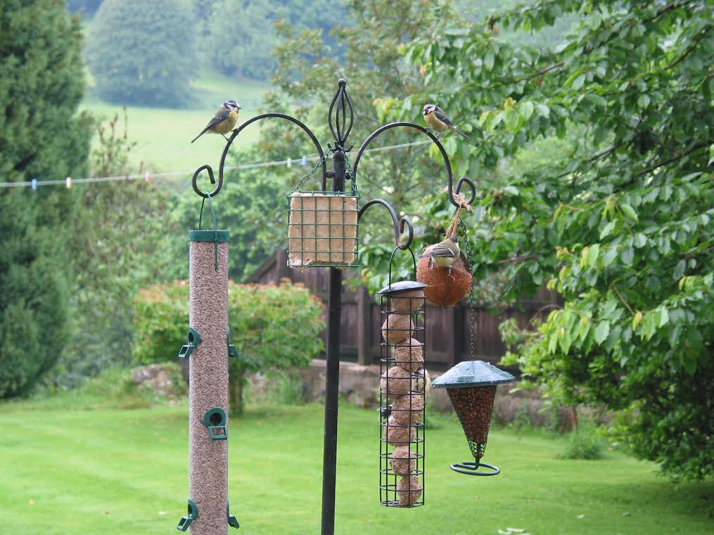 Bird Feeders