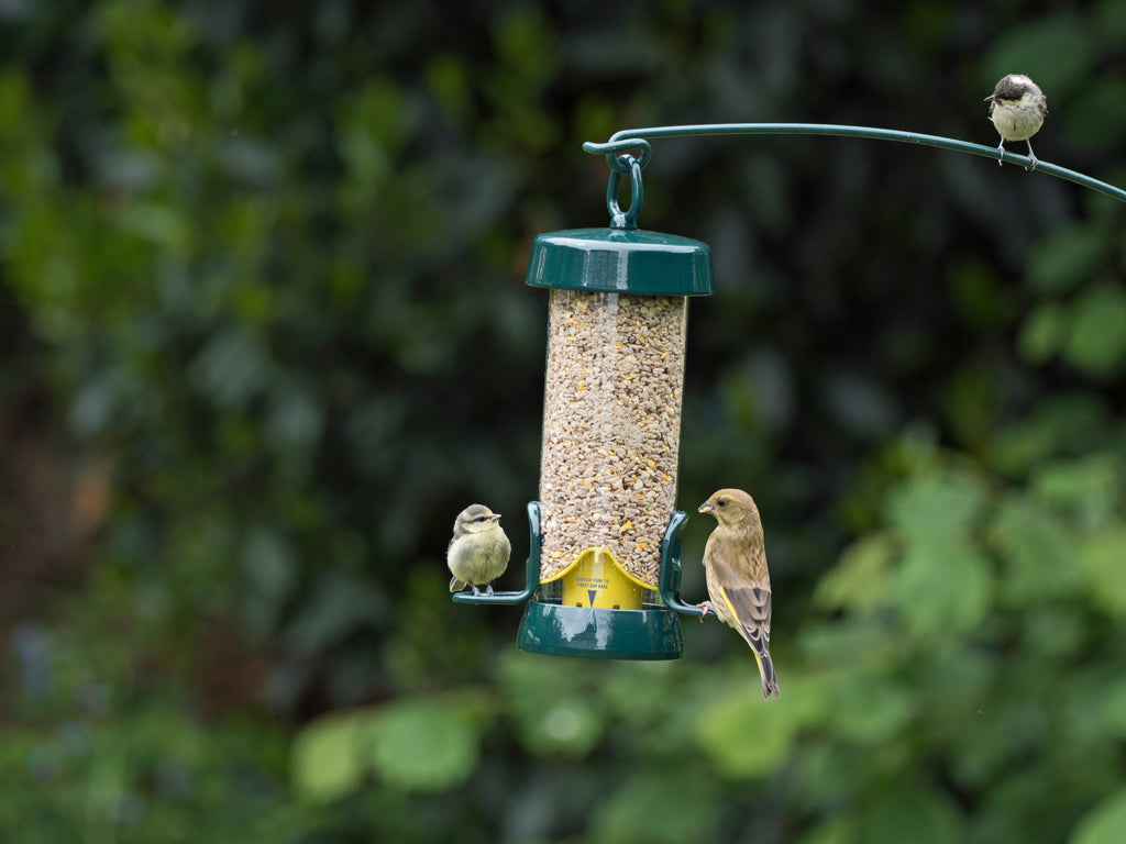 Finches feeding from a 2 Port Big Easy Bird Feeder