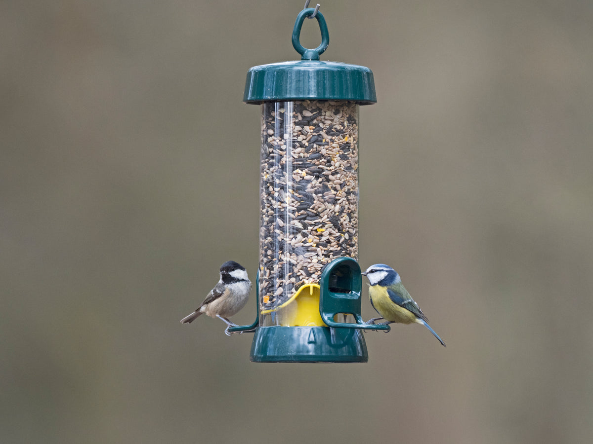 2 Port Big Easy Bird Feeder with 2 Blue Tits Feeding