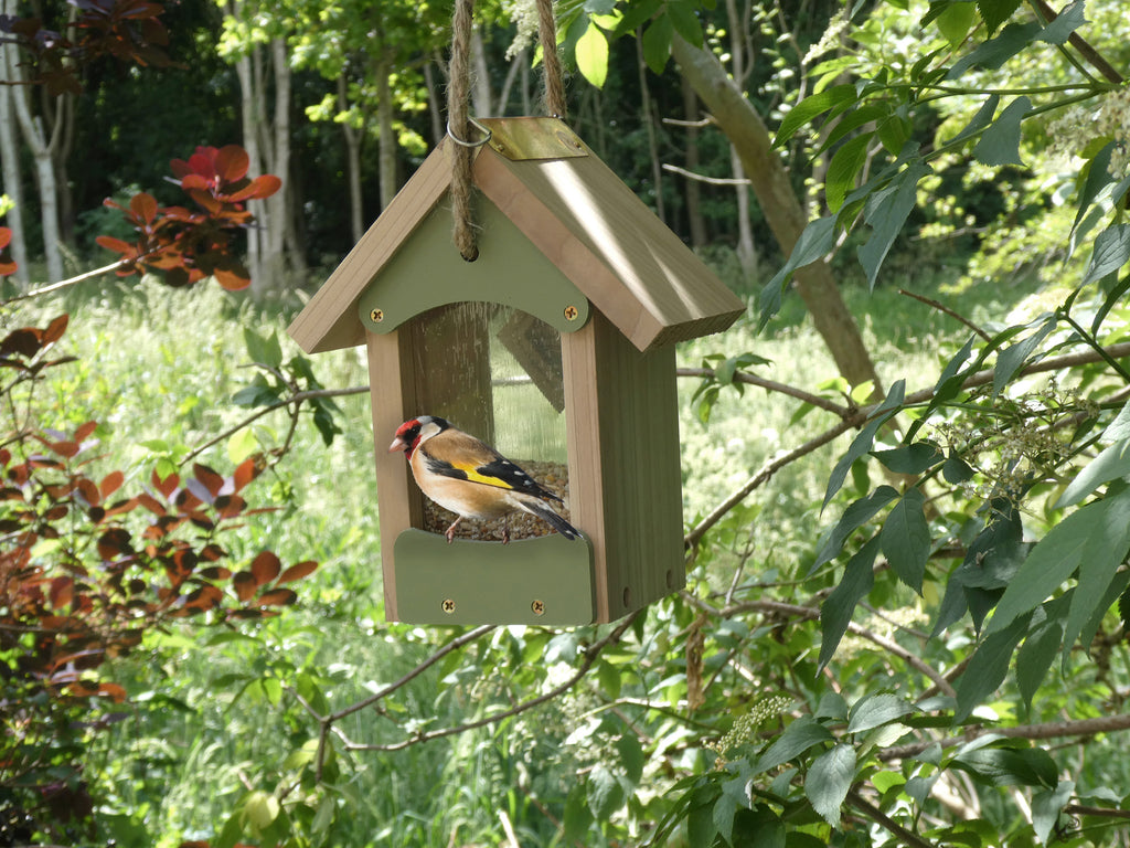Bird House hanging from Tree with Great Finch