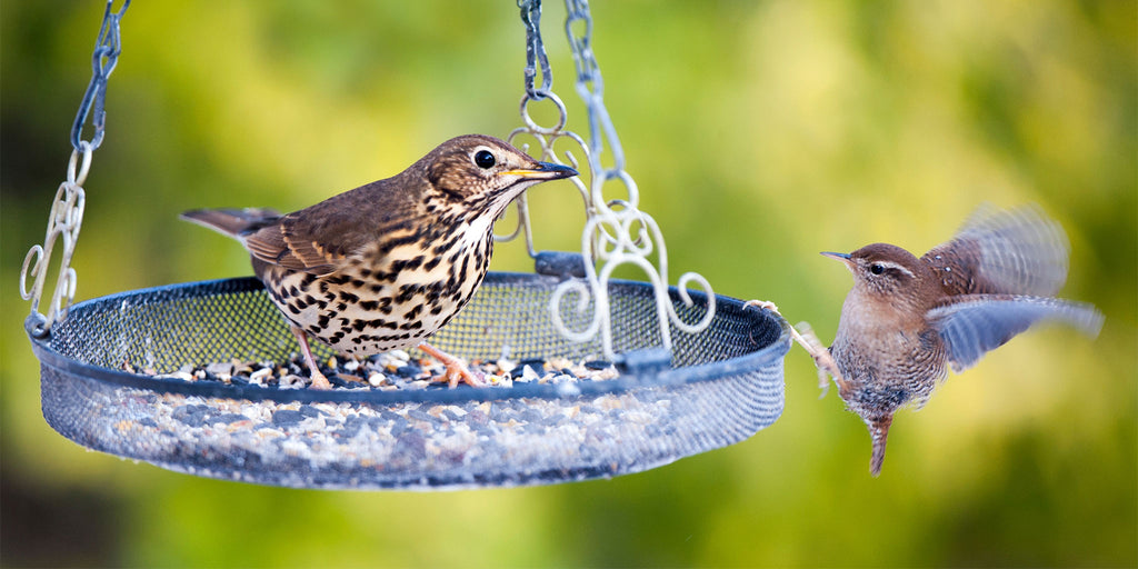 Thrush on a hanging bird feeder
