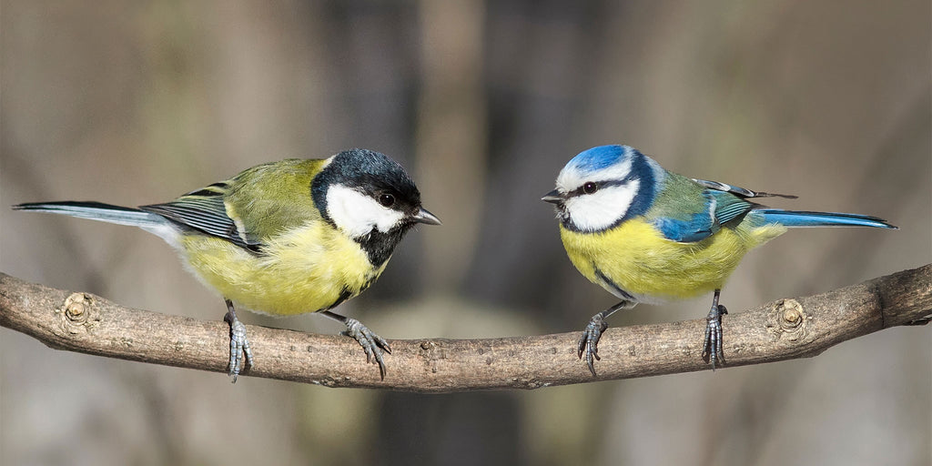 A Great Tit and a Blue Tit sat on a branch 