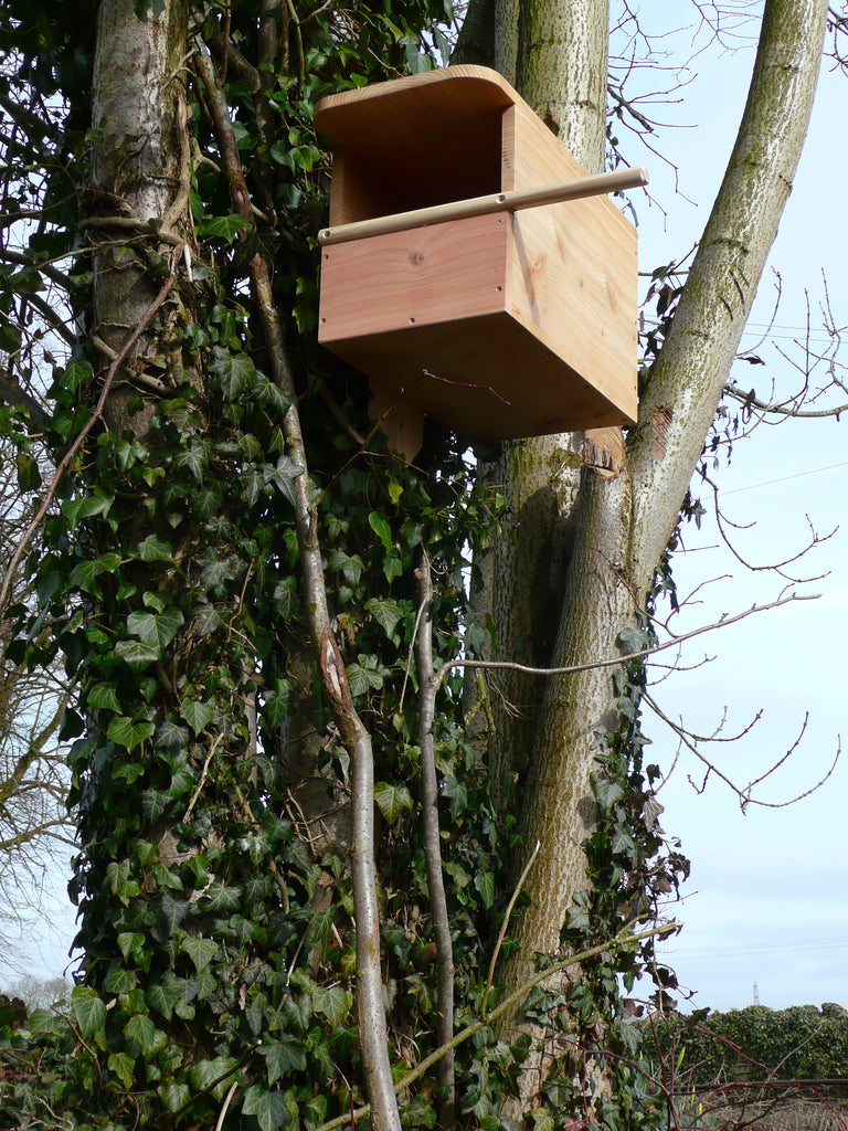 Kestrel Nest Box positioned in tree