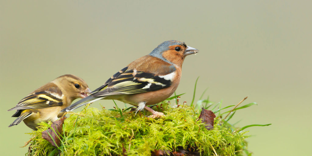 Chaffinch and goldfinch on a mossy tree stump