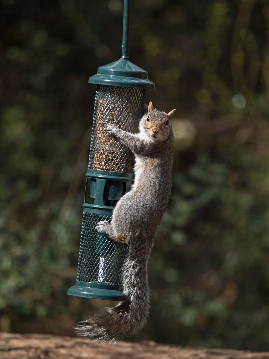 Squirrel Buster Peanut Feeder+ Jacobi Jayne 5 Year Guarantee Plus Life