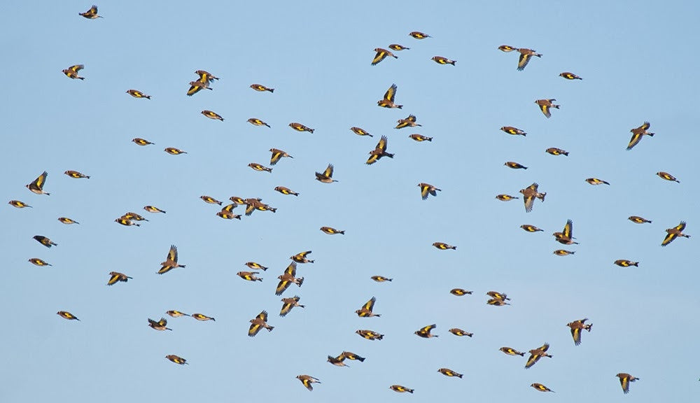 Attract more Goldfinches with Niger Seed from Well Fed Birds