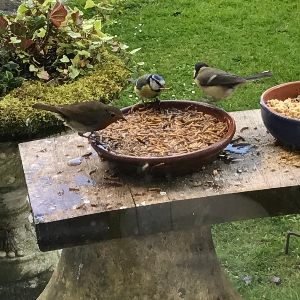 Robin and tits feeding on mealworms from a bird table