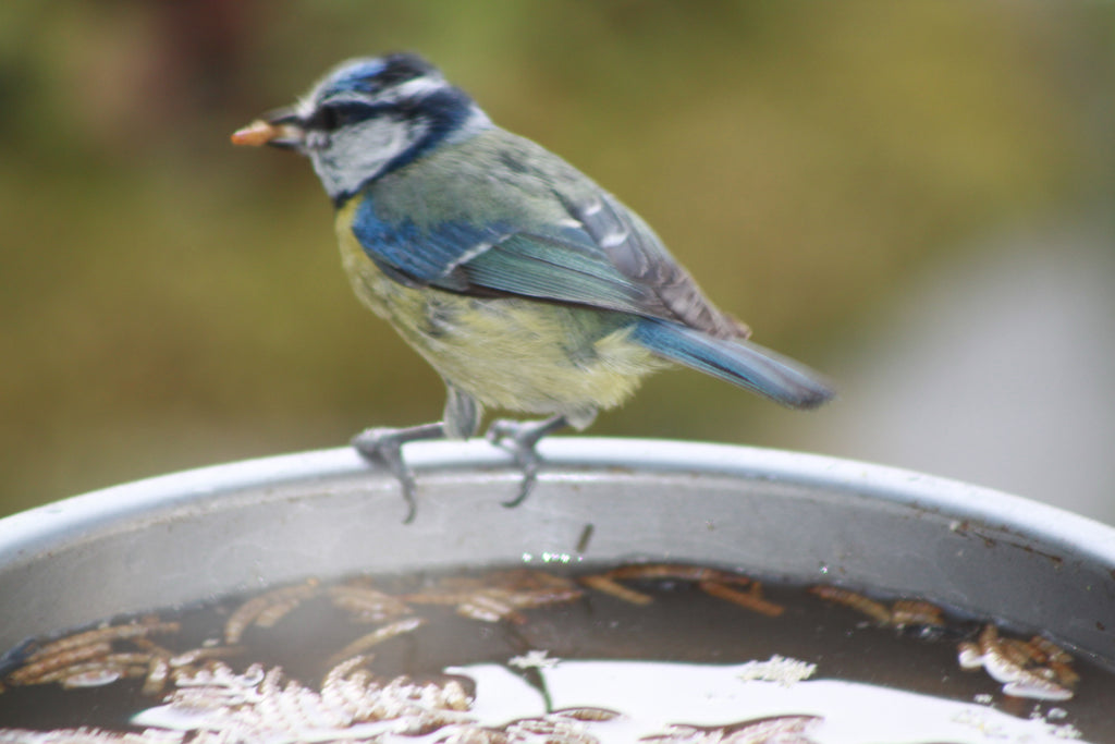 Blue Tit with Mealworm in its mouth