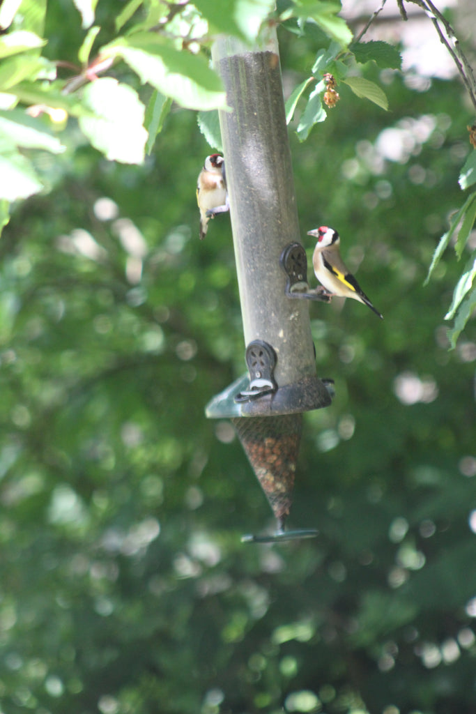 Finches feeding on Niger Seed