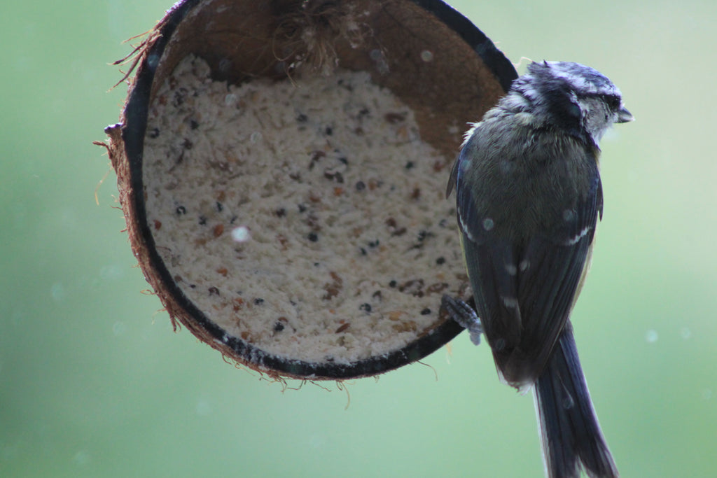 Blue Tit feeding on a Well Fed Birds Half Coconut