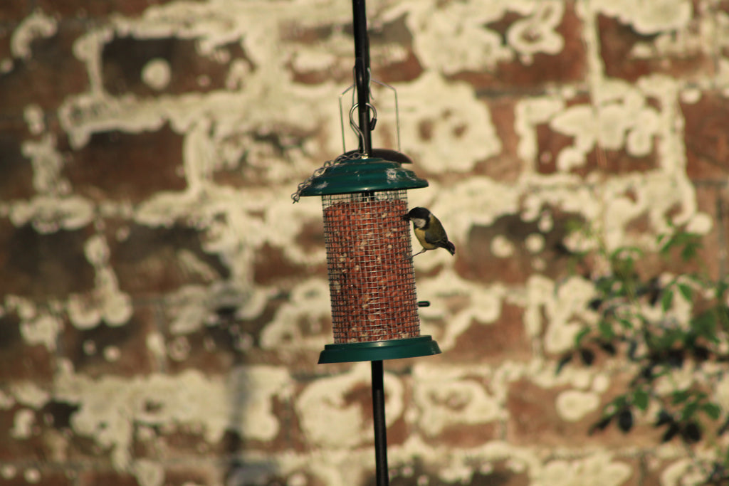 Tit feeding on peanuts